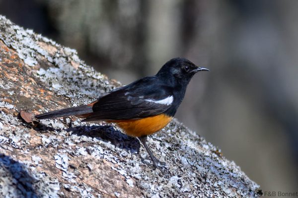 Mocking Cliff Chat - Zimbabwe - Gosho Park - 2026