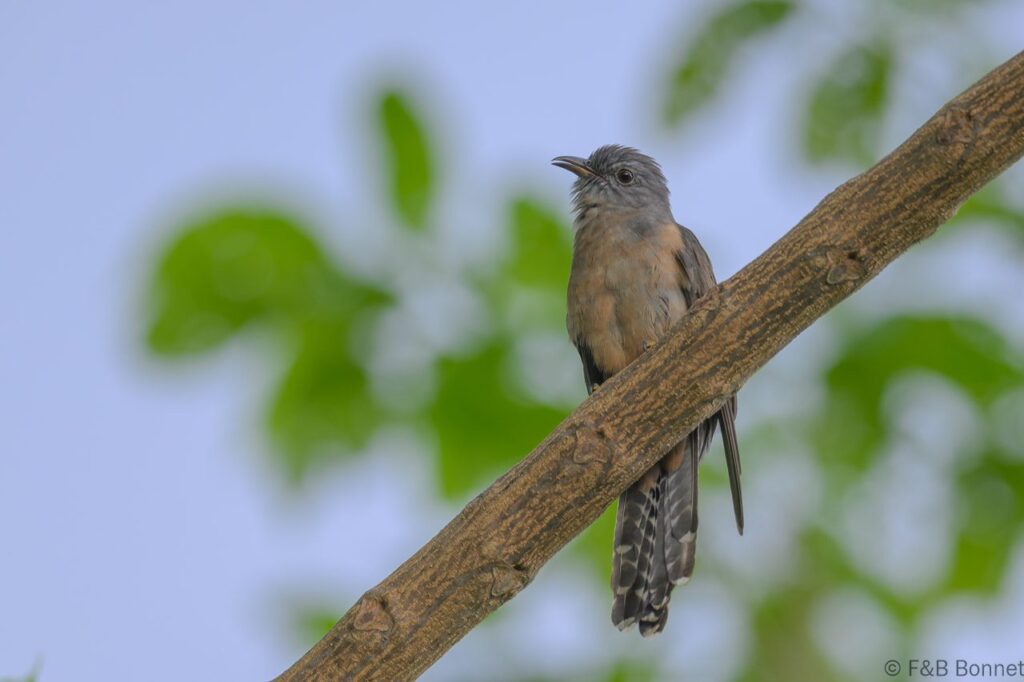 Moluccan Cuckoo_Indonesia-1