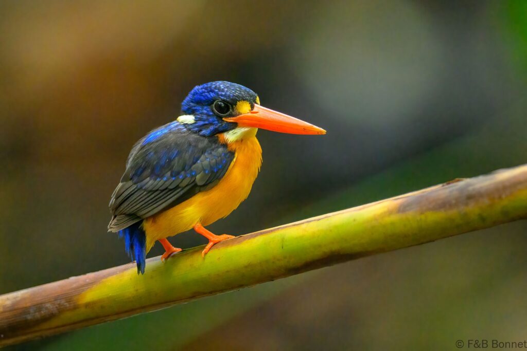 Moluccan Dwarf Kingfisher - Indonesia - Halmahera - 2024