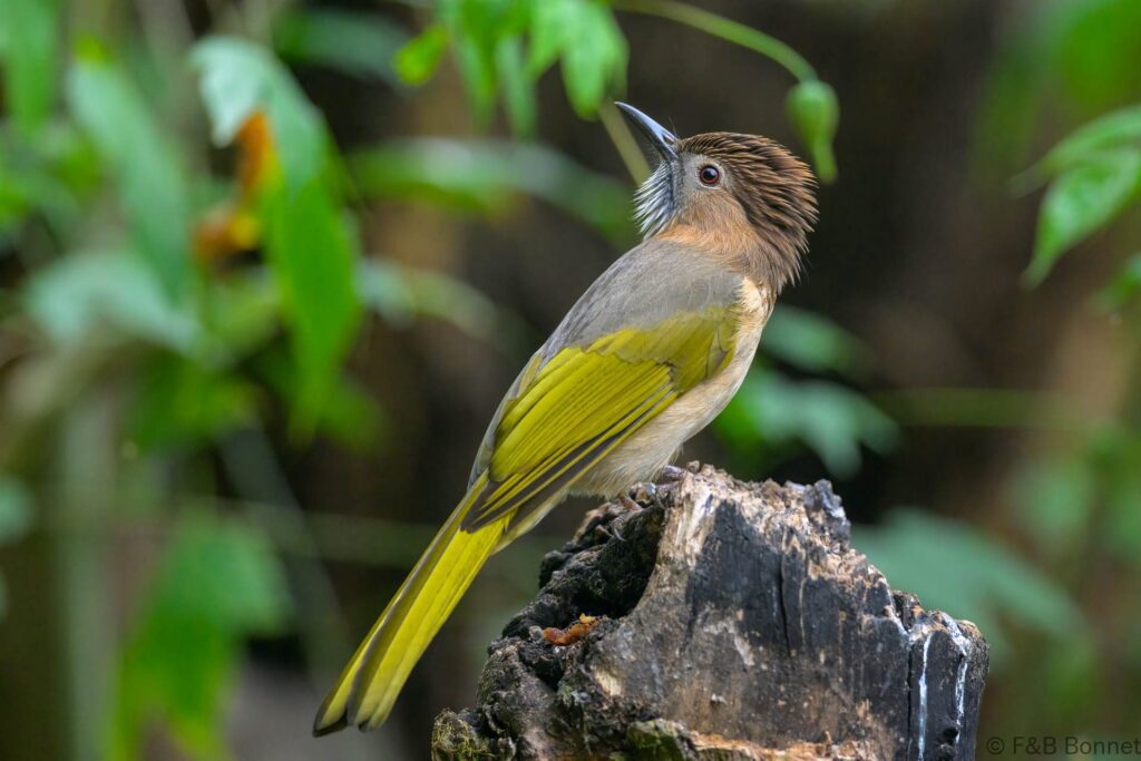 Mountain Bulbul_China-3