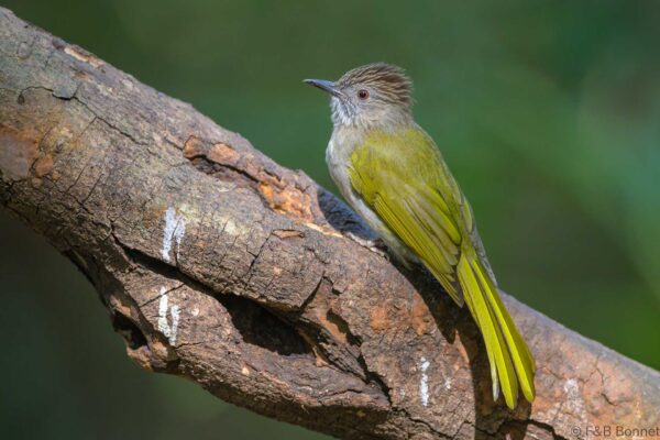 Mountain Bulbul - Vietnam - Da Lat - 2026