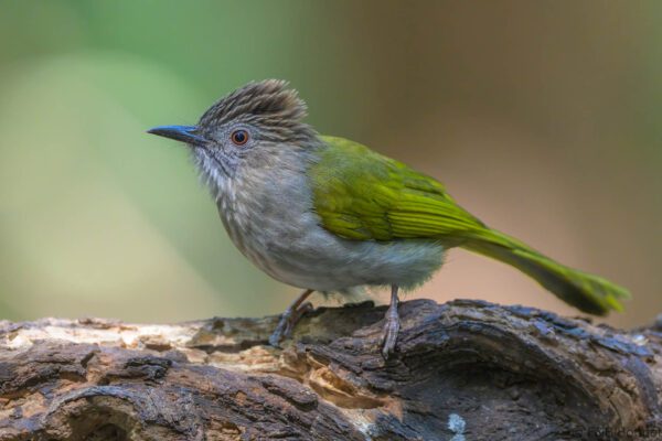 Mountain Bulbul - Vietnam - Da Lat - 2026