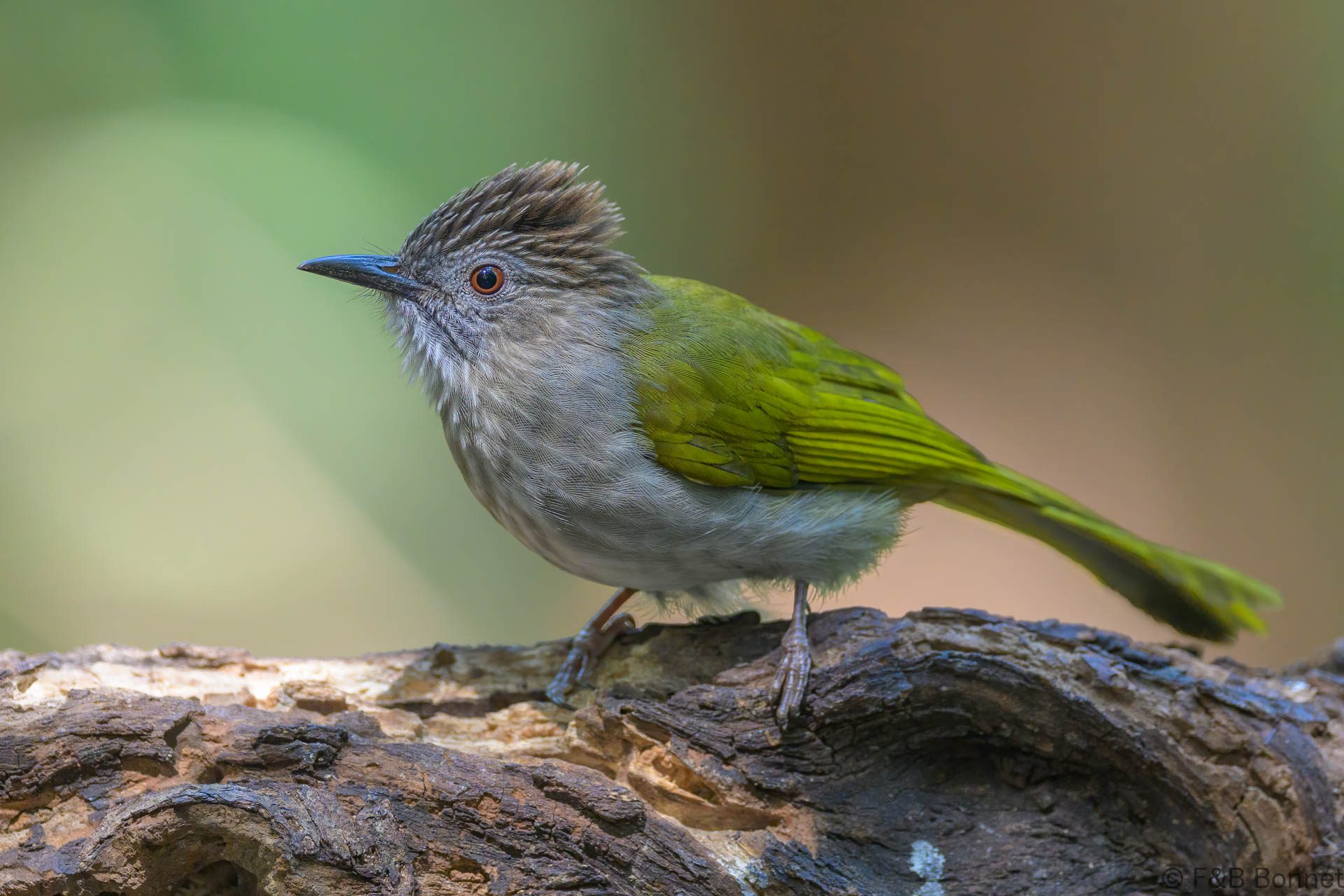 Mountain Bulbul - Vietnam - Da Lat - 2026
