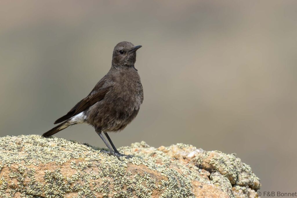 Mountain Wheatear - South Africa - Springbok - 2024