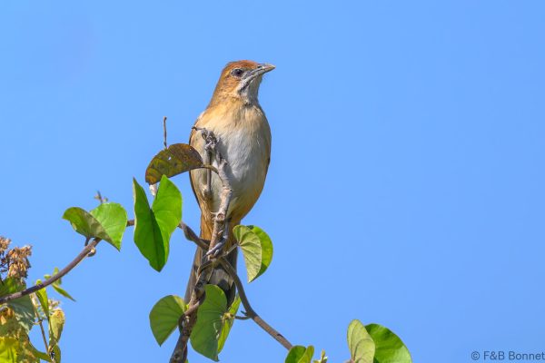 Moustached Grass Warbler - Zimbabwe - Honde Valley - 2026