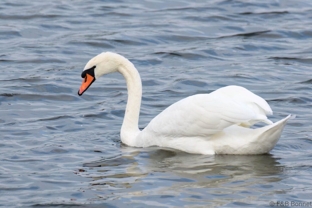 Cygne tuberculé - France - Picardie - 2021