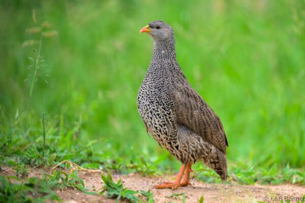 Natal Spurfowl - South Africa - Kruger NP - 2025
