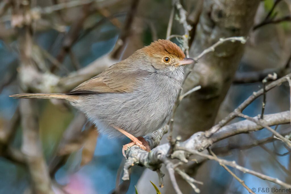 Neddicky - South Africa - Sedgefield - 2022