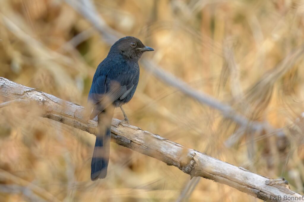 Gobemouche drongo - Senegal - Wassadou - 2023