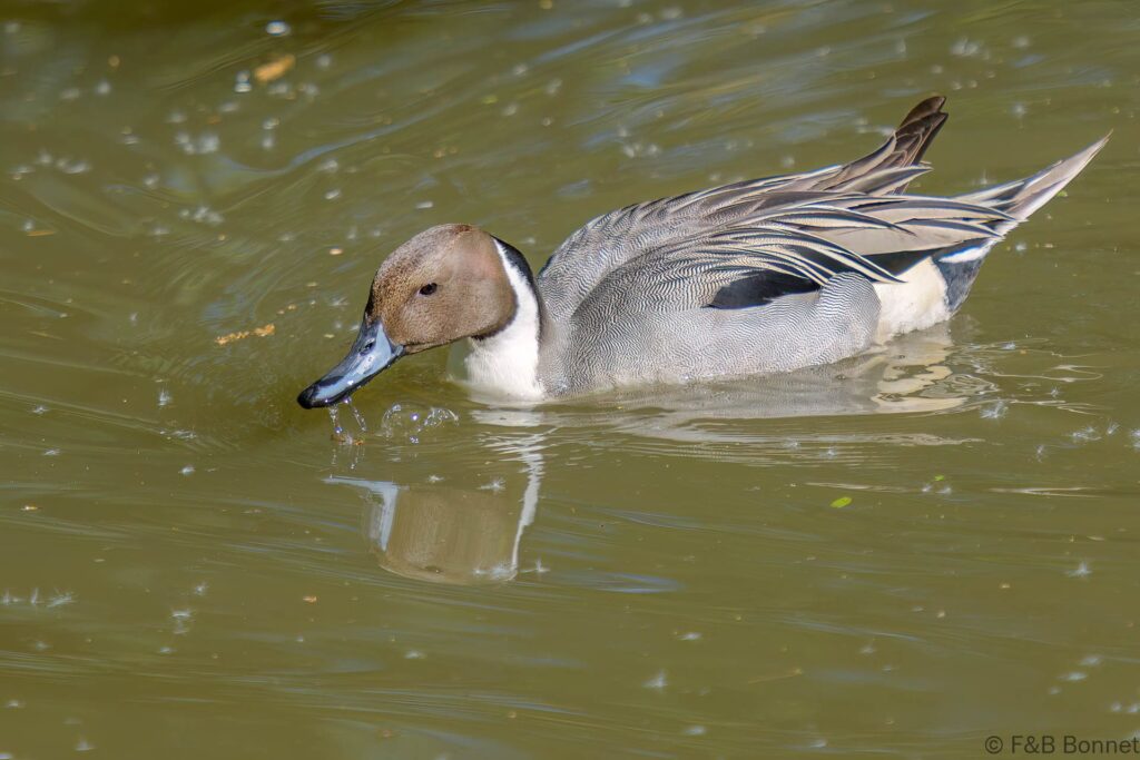 Canard pilet ♂ - France - Pays de la Loire - 2024