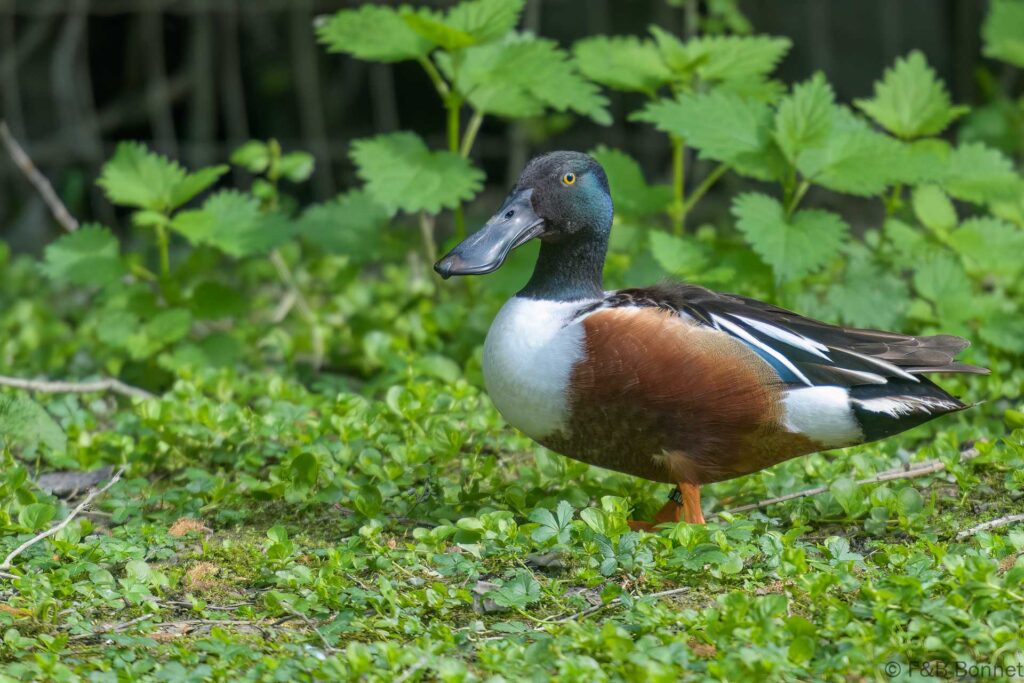 Canard souchet ♂ - France - Pays de la Loire - 2024