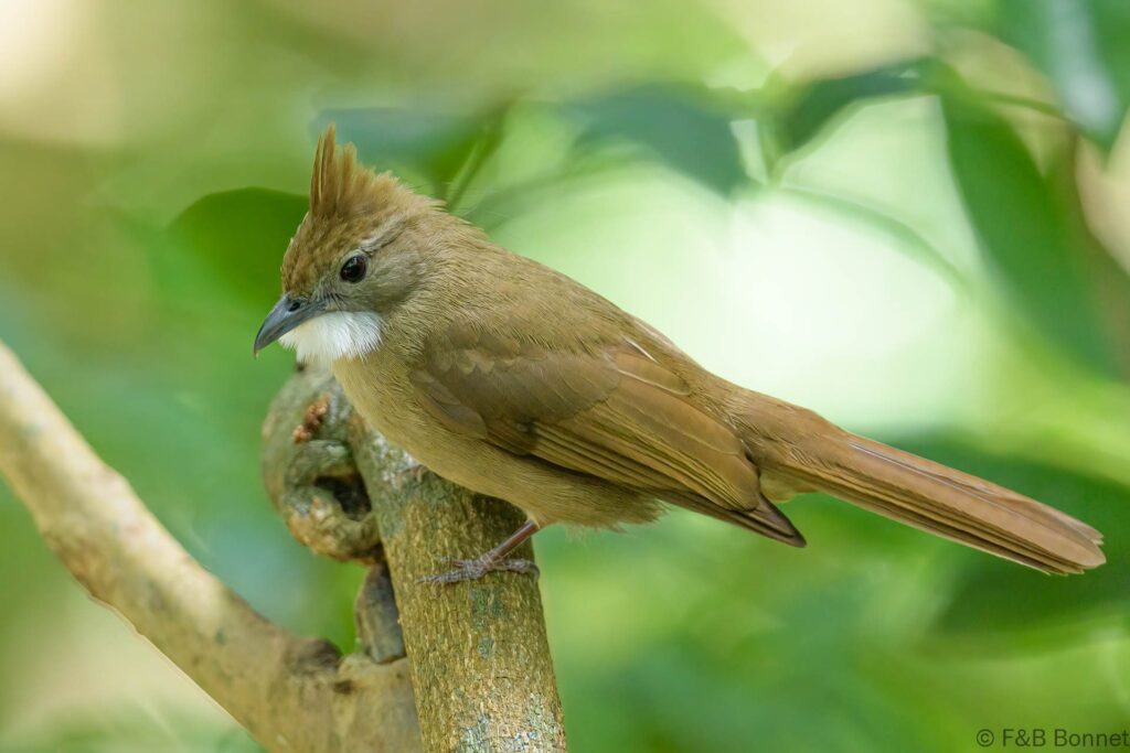 Ochraceous Bulbul - Thailand - Si Phang Nga - 2023