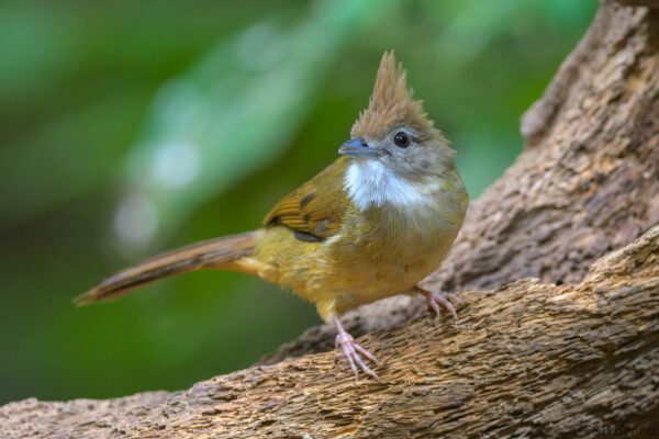 Ochraceous Bulbul - Vietnam - Di Linh - 2026