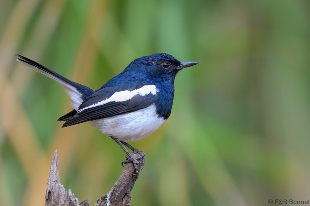Oriental Magpie-robin ♂ - China - Yunnan - 2025