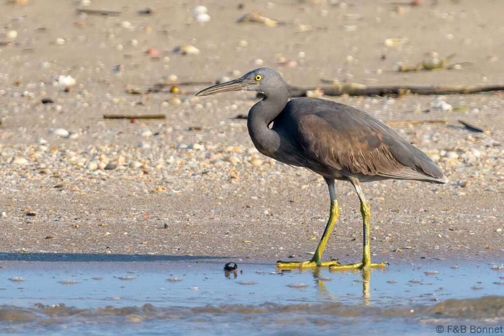 Pacific Reef Heron - Thailand - Pak Thale - 2023