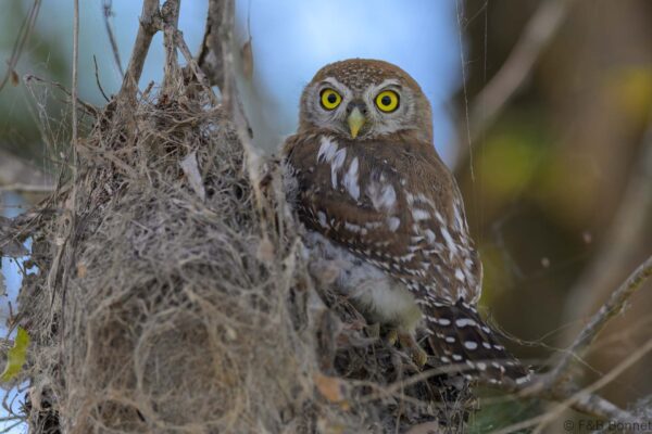 Pearl-spotted Owlet - South Africa - Kruger NP - 2025