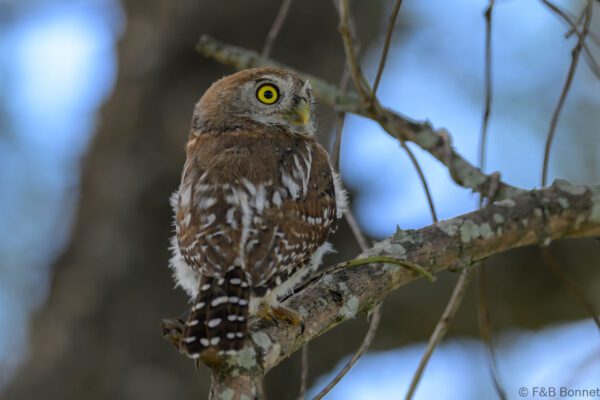 Pearl-spotted Owlet - South Africa - Kruger NP - 2025