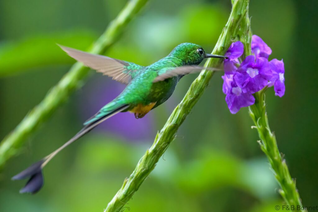 Colibrí de raquetas peruano ♂ - Ecuador - Río Quijos ecolodge - 2023
