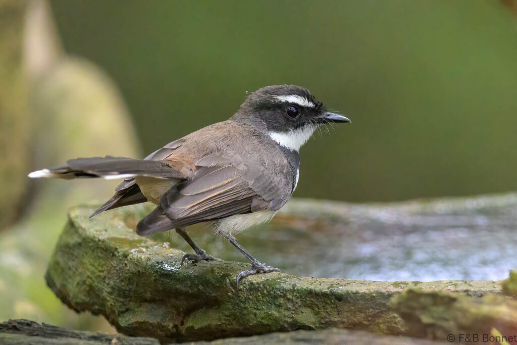 Philippine pied fantail philippines 3