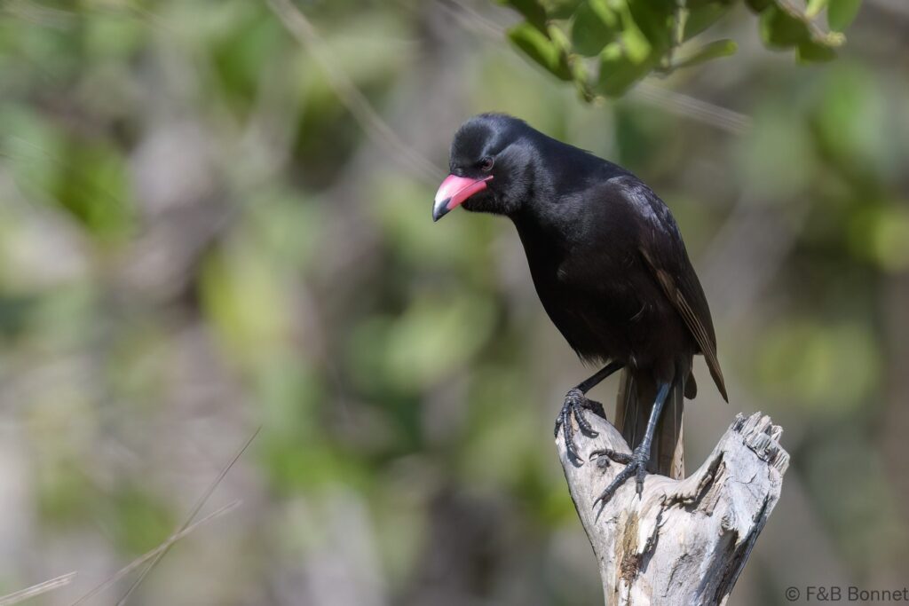 Piapiac africain ♂ - Senegal - Elinkine - 2023