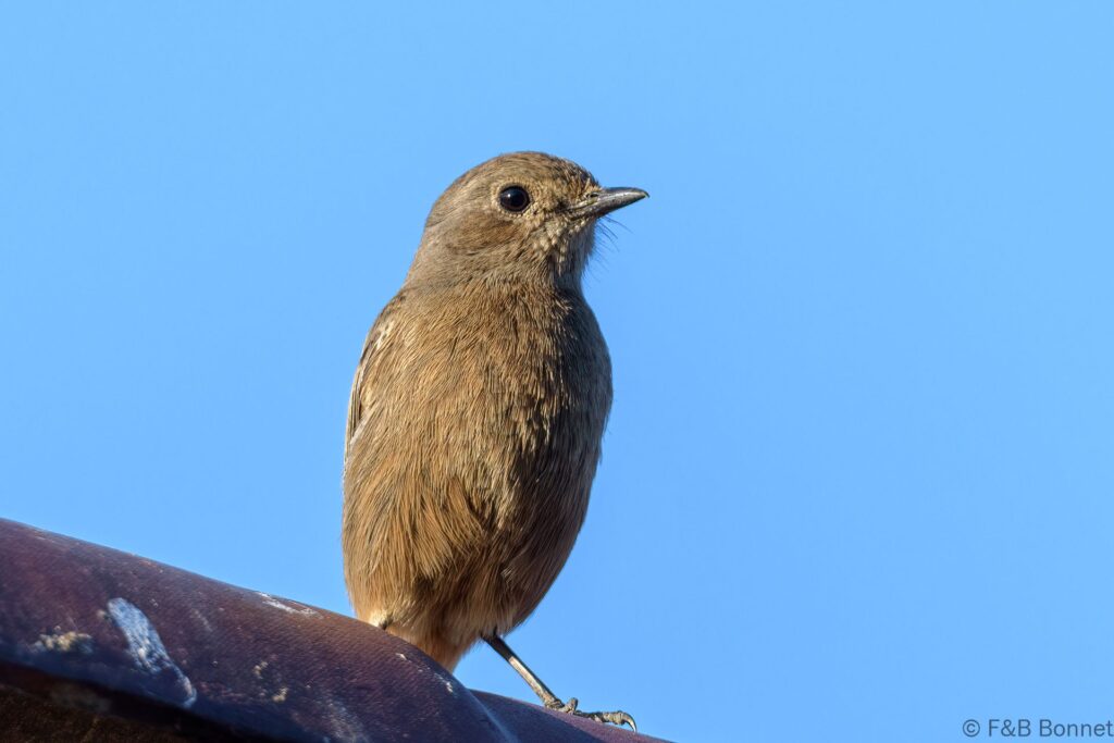 Pied Bush Chat - Thailand - Doi Inthanon - 2024