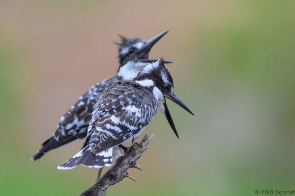 Pied Kingfisher - South Africa - Kruger NP - 2025