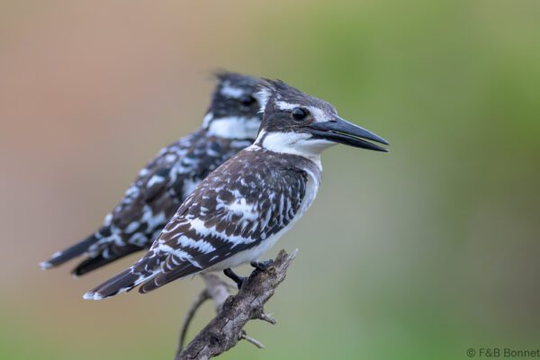 Pied Kingfisher - South Africa - Kruger NP - 2025