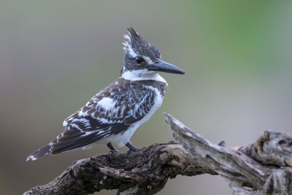 Pied Kingfisher - South Africa - Kruger NP - 2025