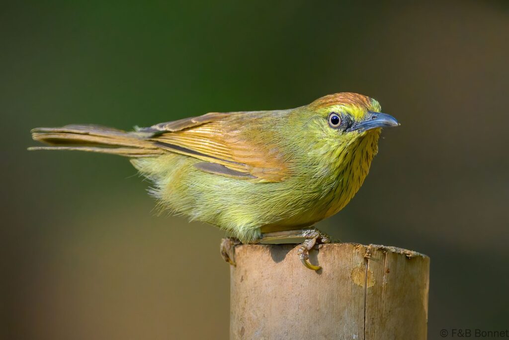 Pin-striped Tit-Babbler - China - Yunnan - 2025