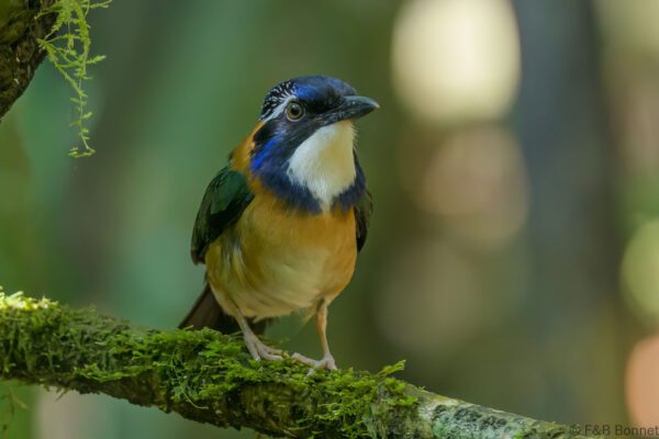 Brachyptérolle pittoïde - Madagascar - Ranomafana - 2023