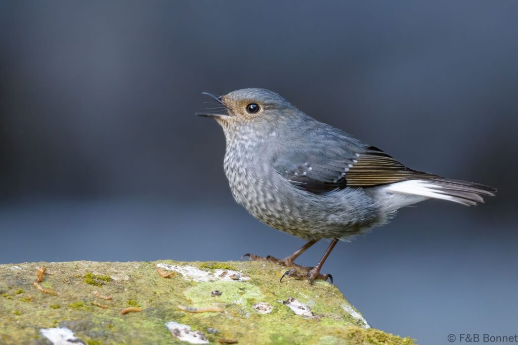 Plumbeous Water Redstart ♀ - Thailand - Doi Inthanon - 2024