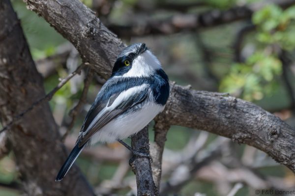 Pririt Batis ♂ - South Africa - Karoo NP - 2022