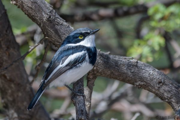 Pririt Batis ♂ - South Africa - Karoo NP - 2022