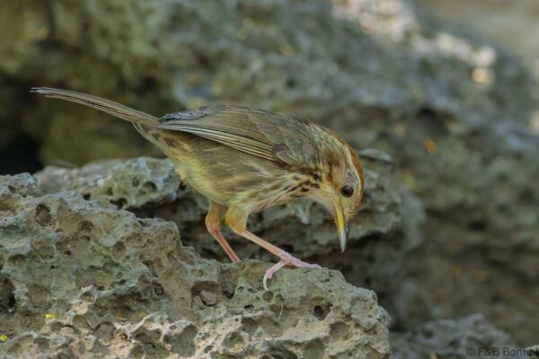 Puff-throated Babbler - Vietnam - Cat Tien - 2026