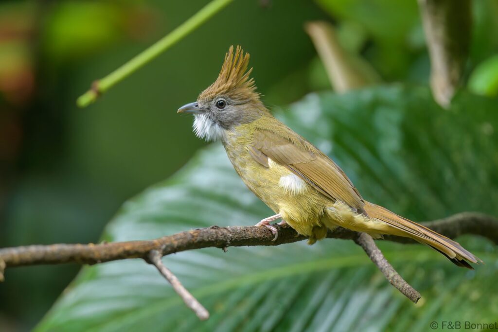 Puff-throated Bulbul - Thailand - Doi Inthanon - 2024