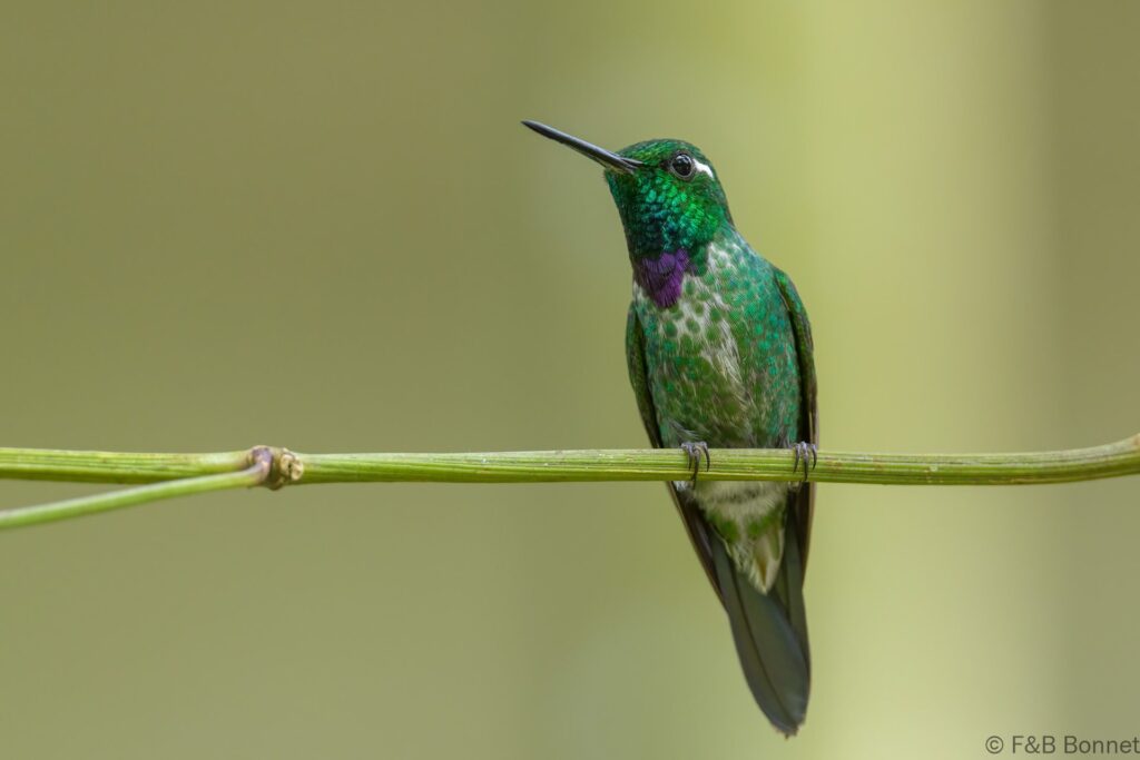 Colibrí puntiblanco occidental ♂ - Ecuador - Mindo - 2023