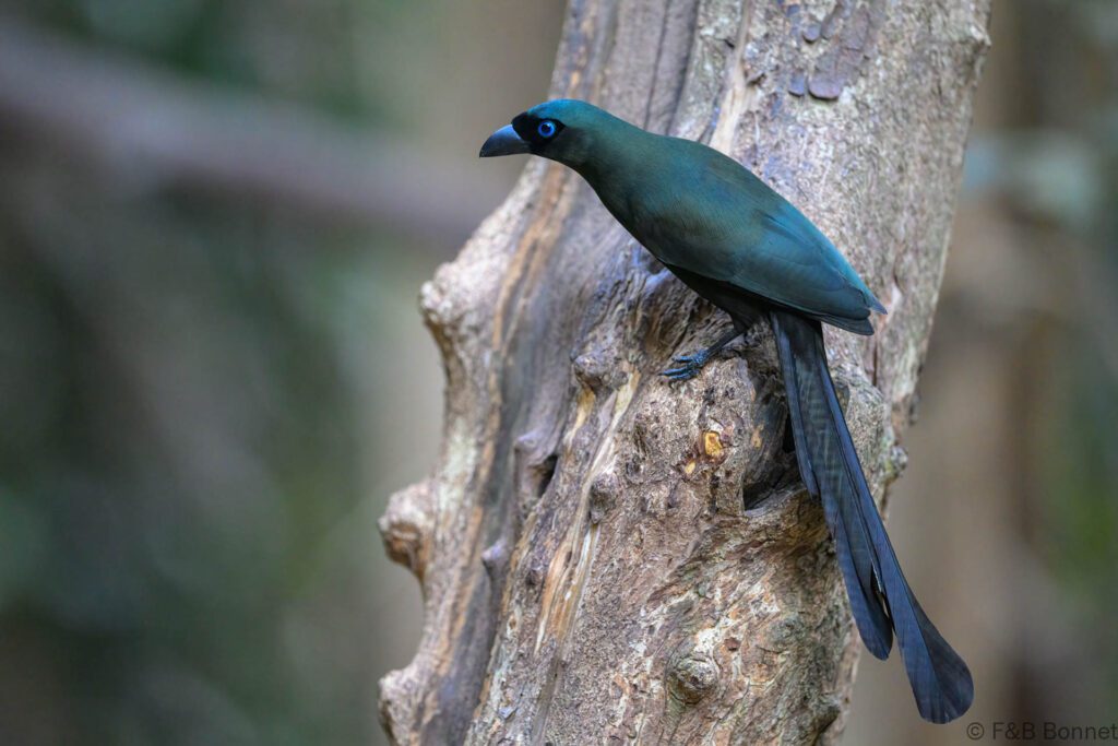 Racket-tailed Treepie - Thailand - Kaeng Krachan - 2025