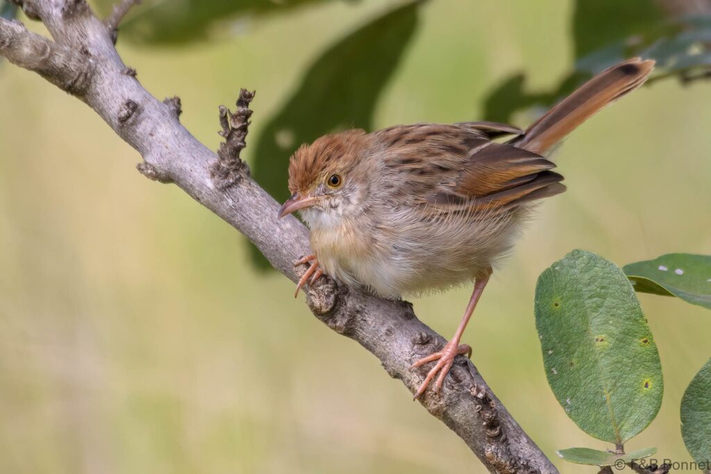 Rattling Cisticola - South Africa - Kruger NP - 2022