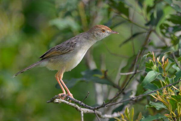 Rattling Cisticola - South Africa - Kruger NP - 2025