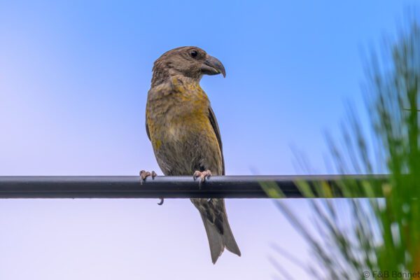 Red Crossbill ♀ - Vietnam - Da Lat - 2026