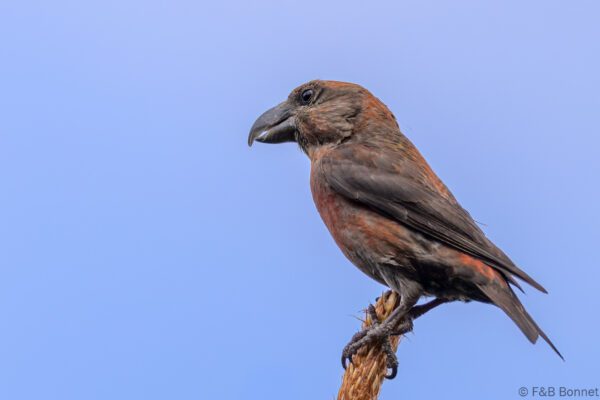 Red Crossbill ♂ - Vietnam - Da Lat - 2026