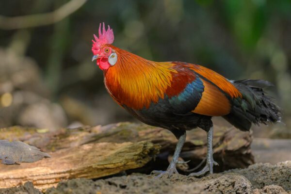 Red Junglefowl ♂ - Vietnam - Cat Tien - 2026