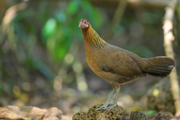 Red Junglefowl ♀ - Vietnam - Cat Tien - 2026