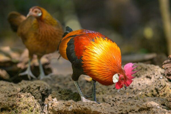 Red Junglefowl ♂&♀ - Vietnam - Cat Tien - 2026