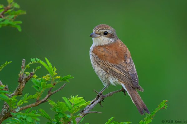 Red-backed Shrike - South Africa - Kruger NP - 2025