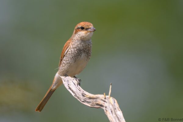 Red-backed Shrike - South Africa - Kruger NP - 2025