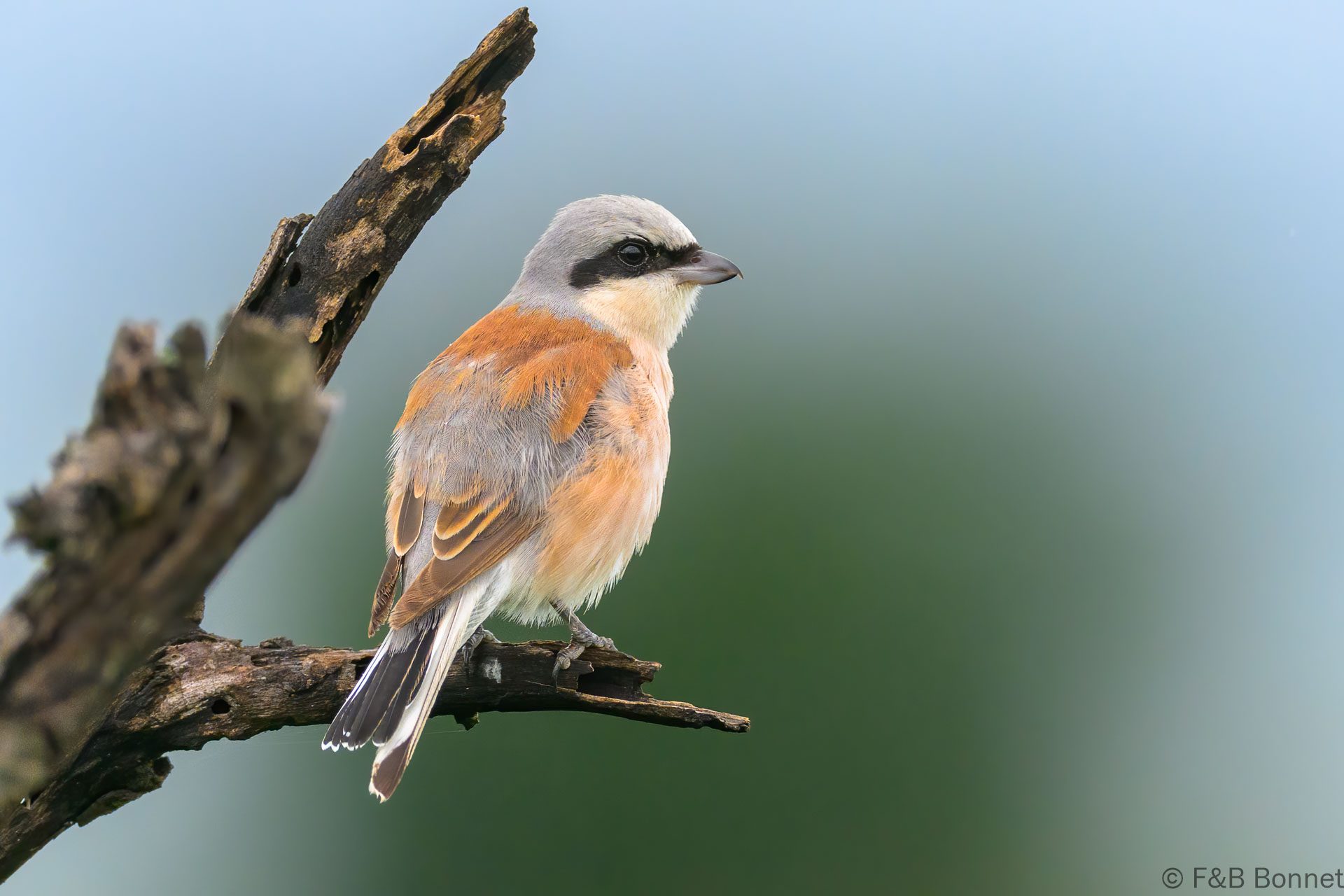 Red-backed Shrike - South Africa - Kruger NP - 2025