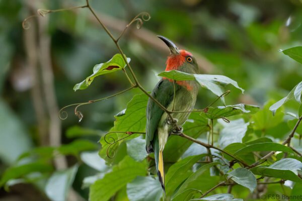 Red-bearded Bee-eater - Thailand - Krung Ching - 2026