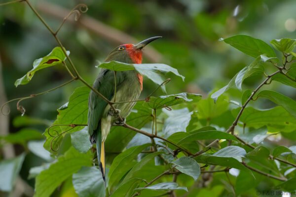 Red-bearded Bee-eater - Thailand - Krung Ching - 2026