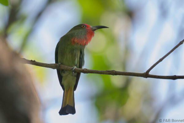 Red-bearded Bee-eater - Thailand - Krung Ching - 2026